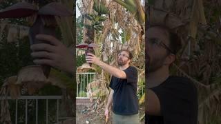 Do you cut off your banana flowers? #garden #phoenix #gardening #foodforest #bananas