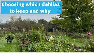 Which dahlias will we keep at the end of this season? It’s all about health first then colour x