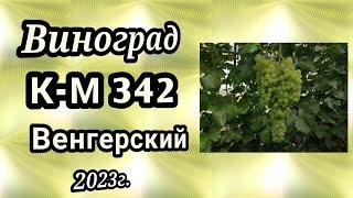 лучшие сорта 2023 кишмиш венгерский 342