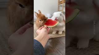 Cute Rabbit eating watermelon #shorts