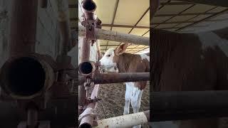 #simmental #cow #lifeisbutadream #buxoro #animals #whowillbemylifepartnerta #farm