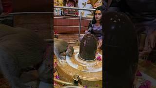 Mahadev trending status  Bholenath status ️ Mahakal status  #mahadev #bholenath #mahakal #shiv