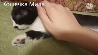 Кошечка Мила вытянулась, и спит