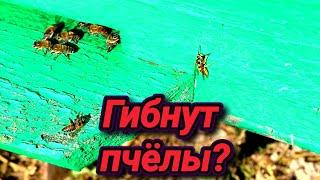 Почему осенью гибнут пчёлы?