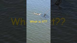 VERY NICE FISH!!!