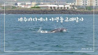 국내여행 제주도에서 만난 야생돌고래! 제주도 여행 올 때 필수! 여행 영상 bgm - 볼빨간 사춘기 나만, 봄