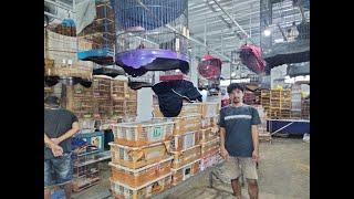 Spesial hari saptu bongkar ful murai medan - tledekan - jalak - anis merah - dll ful
