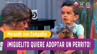 Miguelito quiere adoptar un perrito - Morandé con Compañía 2016