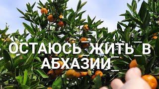 ЖИВУ В АБХАЗИИ ПЕРВЫЙ ГОД ЧАСТНЫЙ ДОМ ОБЗОР УЧАСТКА УРОЖАЙ ЭТОГО ГОДА ПУТЕШЕСТВИЕ ЖИЛЬЁ У МОРЯ 2021