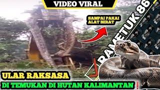 ular terbesar di dunia viral || inilah video penjelasannya