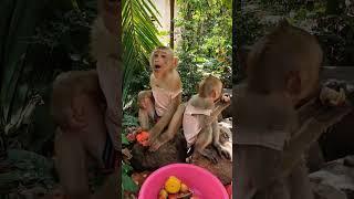 Baby monkey eating fruit #monkeysr #monkeydluffy #monkeychallenge #babymonkey #monkeyvideo #monkey