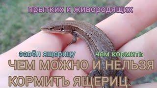 Чем МОЖНО и чем НЕЛЬЗЯ кормить ящериц?