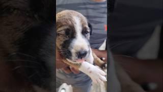 kombai breed ha illa stray dog#dog #reels #tamil #dogrescue #reelsinstagram #vjsiddhuvlogs #shorts