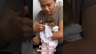 Monkey Lyly wakes up and enjoys her meal #shorts #youtubeshorts #cutefunny #viralshort