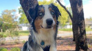 Talking Dog Compilation #dogs #talkingdog #fluentpet #australianshepherd