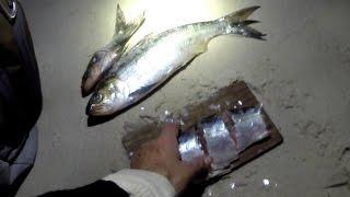 Long Dog Days Fishing On The Surf - A HARD Pick Of Fish