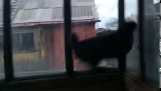 Cat Jumps Through Glass Window