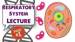 MCAT Biology Lecture: Respiratory  System (1/1)