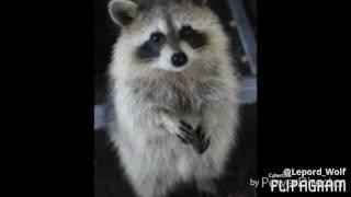 Cute Raccoon Pictures 