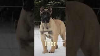 Best dog names for Cane Corso!#Badass #canecorso #dog #thunderstruck #dognames