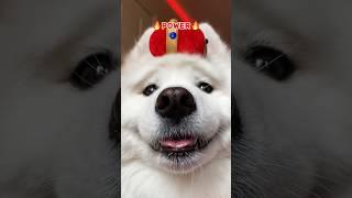 Banana  #dogshorts #puppy #funny #samoyed #pets #minions #tiktok #cutedog #memes #banana #shiro