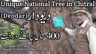 400 Years Old Deodar Tree of Chitral | Chitral's Oldest Tress | 400 Sal Purana Darakht