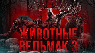 Биология монстров Ведьмак 3 | Ч.1 | Спекулятивная биология