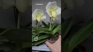 Пафиопедилум американский гибрид 'Уайт Леди' (Paphiopedilum amer. hybr. 'White Lady') @FlowersLand