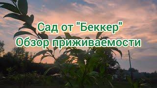 Обзор приживаемости растений от Беккер. Замена от Беккер.