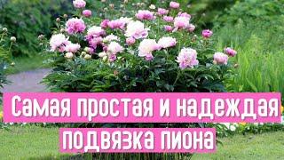 Опоры больше не нужны. Покажу, как быстро и крепко подвязать пион