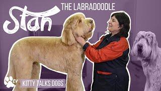 Grooming Stan the Labradoodle | Kitty Talks Dogs - TRANSGROOM