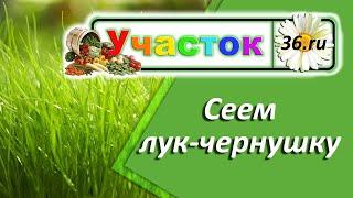 Сеем лук из семян