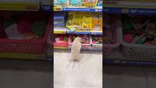 Leo ke baby ki shopping #shorts | Anant Rastogi