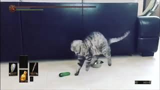 [MINI CLIP] Cats' Dark Souls Boss Fight