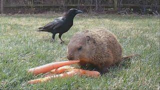 Cautious crow gets really close to groundhog to get food