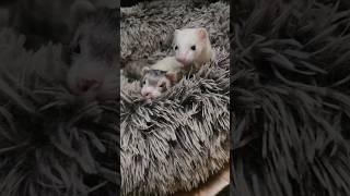 Sleepy Secret Voupies For VVaffles