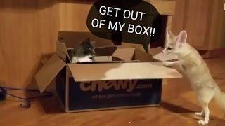 Get out of my box, Kitty!!