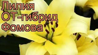 Лилия от-гибрид Фомова (lilium ot-hybrids fomova)  Фомова обзор: как сажать, луковицы лилии Фомова