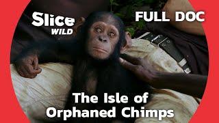 Returning to the Wild: the Story of Cannelle the Chimp | SLICE WILD | FULL DOCUMENTARY