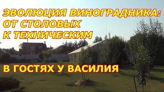 ЭВОЛЮЦИЯ ВИНОГРАДНИКА: ОТ СТОЛОВЫХ  К ТЕХНИЧЕСКИМ СОРТАМ.  В гостях у Василия