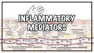 Inflammatory mediators and the inflammatory response