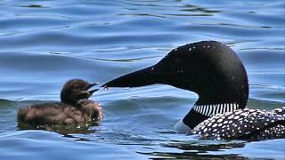 Common Loon Birdcalls