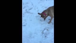 Zoey's first snow