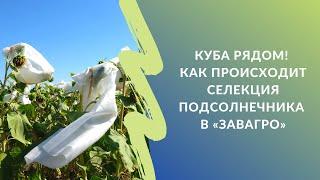 Куба рядом! Как происходит селекция подсолнечника в «ЗавАгро»