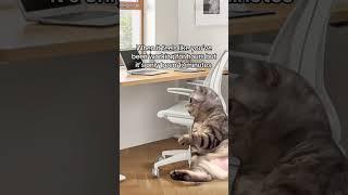 #memesdaily #memesvideo #workhumor #catvideo #capcutedit