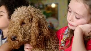 Waffle's Helpful Journey | Waffle the Wonderdog | Live Action Videos for Kids | WildBrain Zigzag