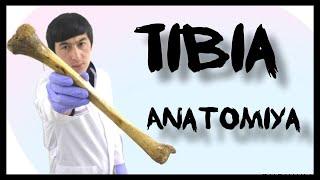 Katta boldir suyagi | Tibia | Anatomiya