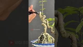 The Beauty of a Bonsai Work of Art