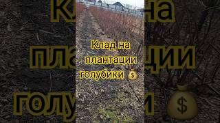 Клад на плантации голубики. #голубика #сад #огород #рек