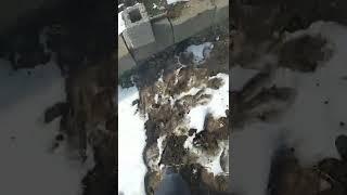 выстрел в капсюль
